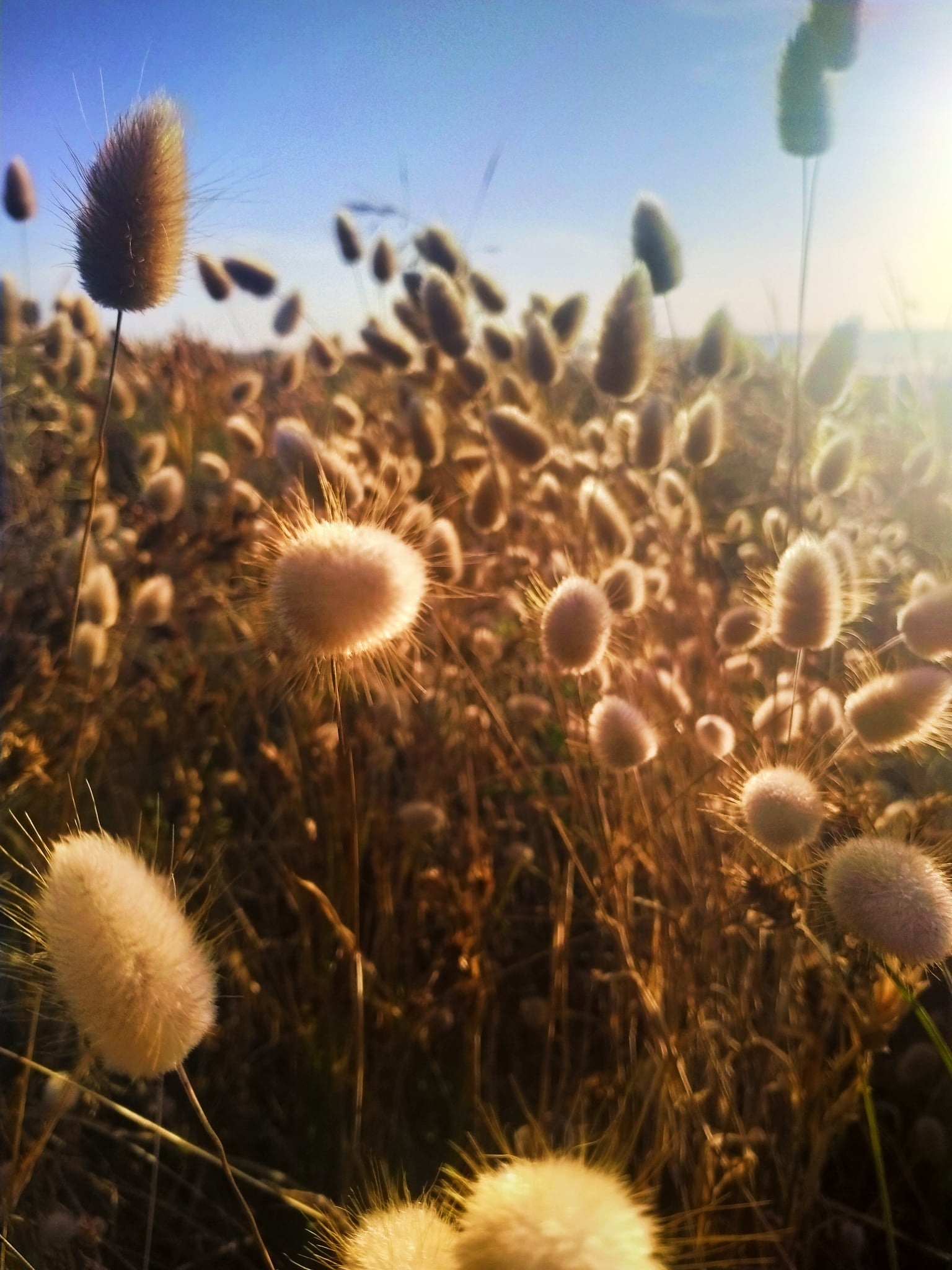 Bunny tail grasses backlit by low sun in a coastal field