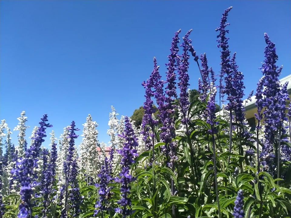 Purple and white salvia flower spikes against a clear blue sky